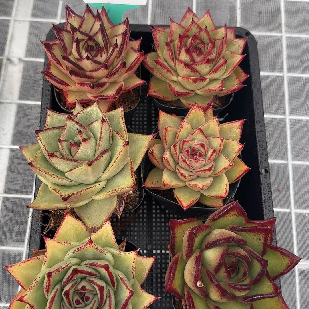 从前慢甄选多肉0119-54