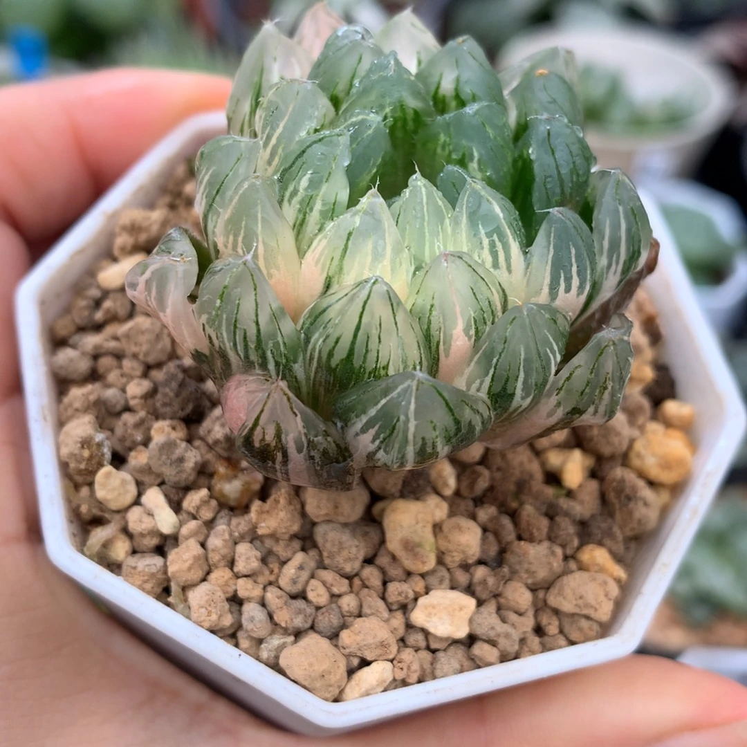 龙鳞玉露锦，带盆一起