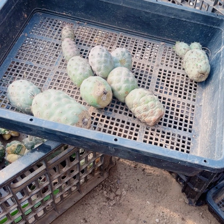 仙人球一筐开花球28