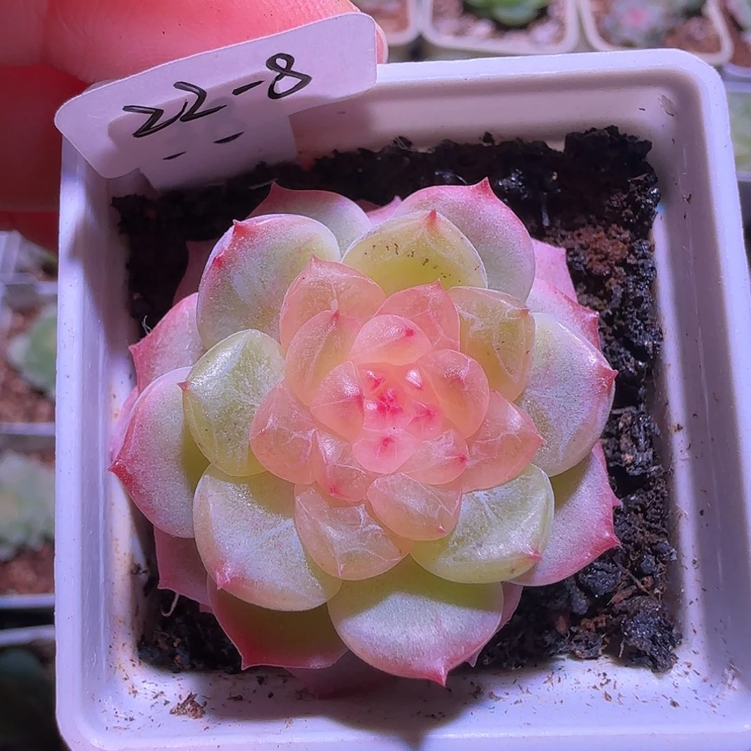 22-8新品星阙单头