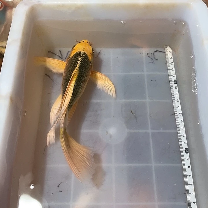 蝴蝶鲤鱼渔场直发106