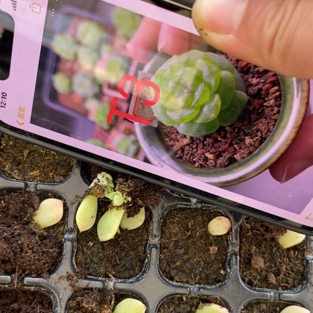 穴盘甜心t3芽苗一个多肉