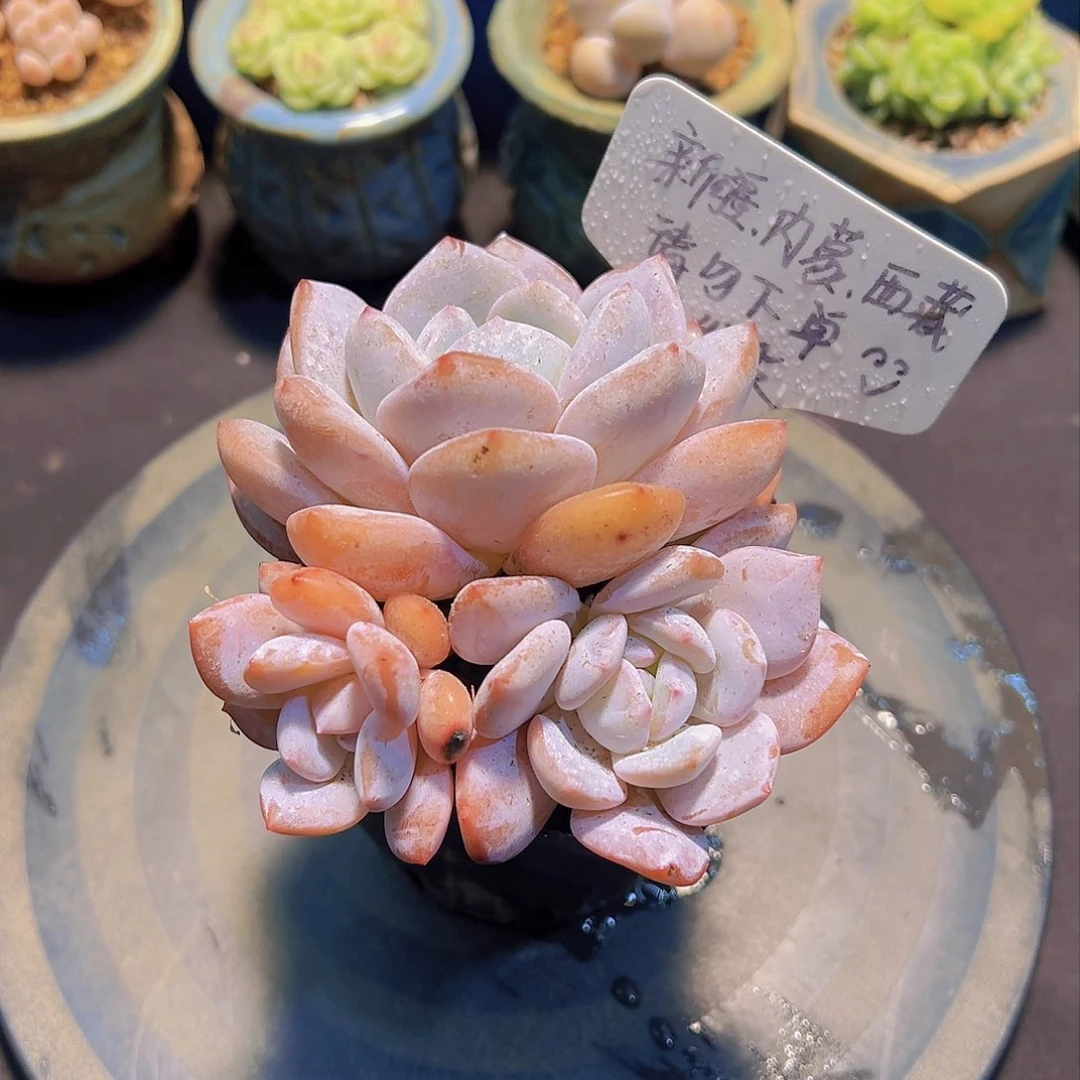 奶茶群，多肉植物，