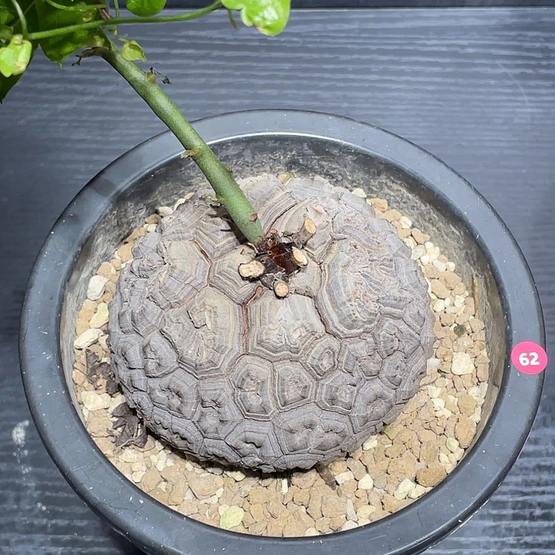 62日系龟甲龙带瑕疵