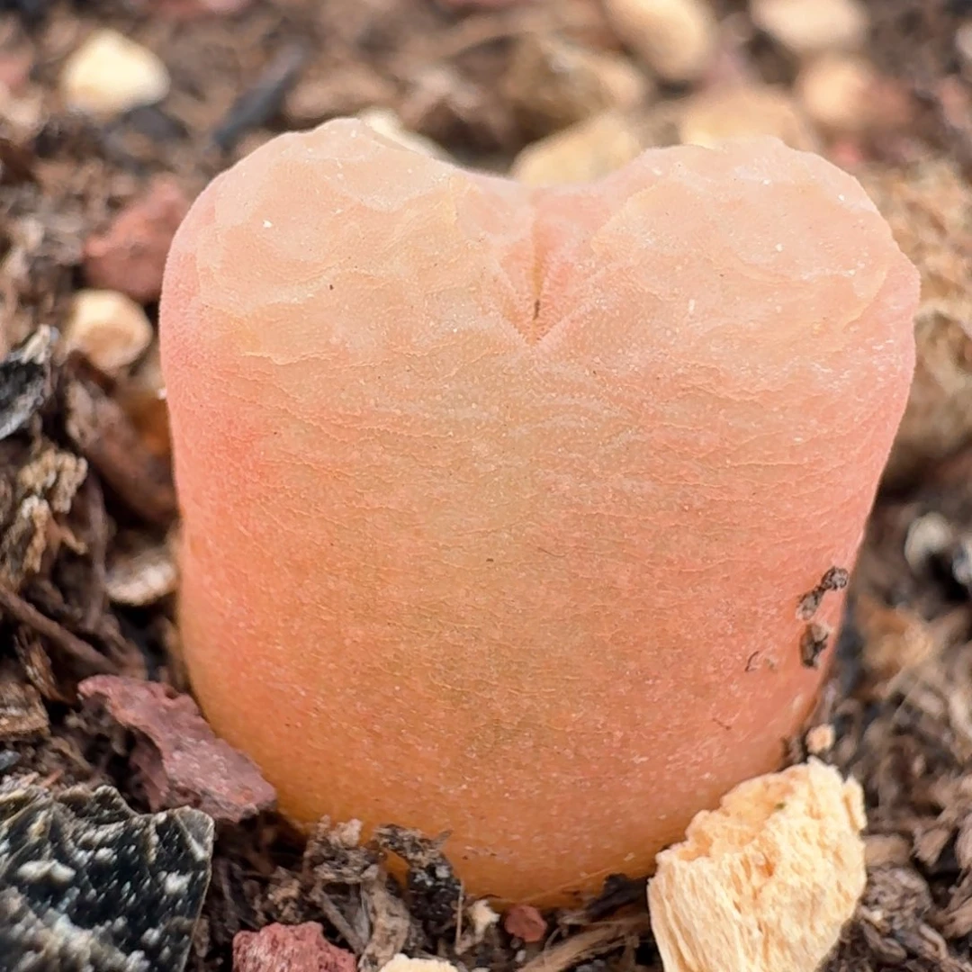 359开播福利脱土发货