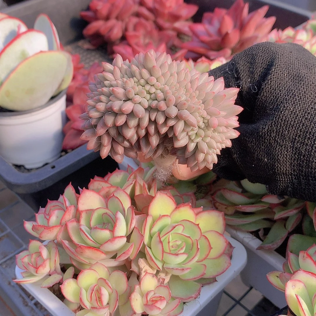 虞美人缀化一物一拍带嫁接346789990