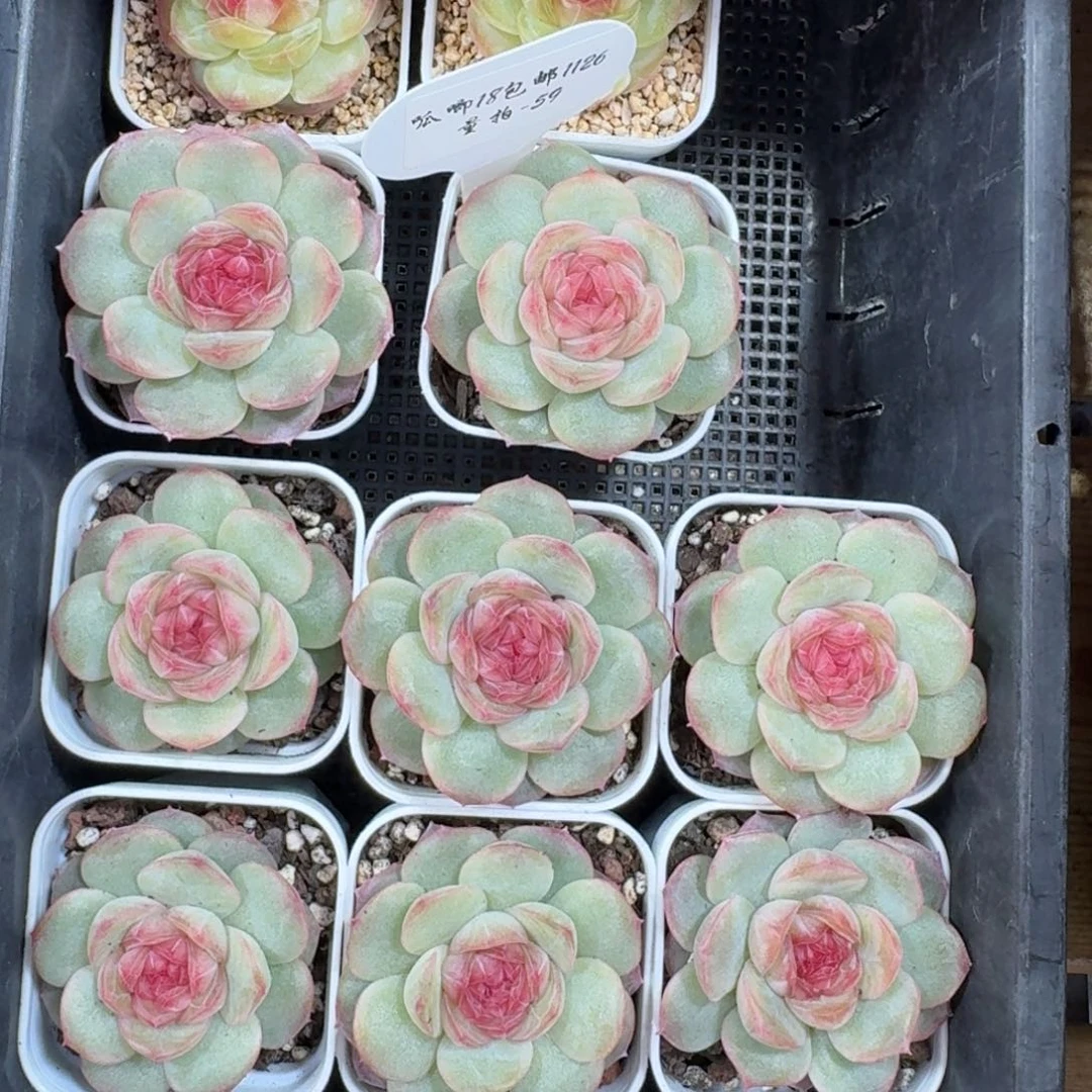 1126-059-世兰一颗量拍