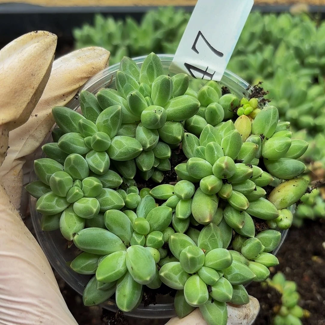 多肉植物多肉植物47