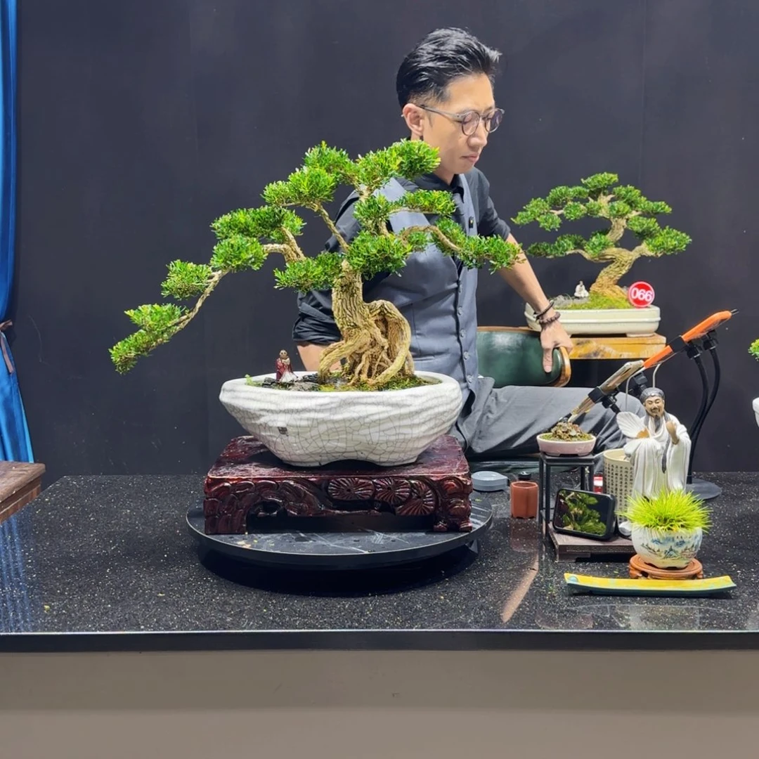 无花朵山****铭黄杨室内室外盆景艺术