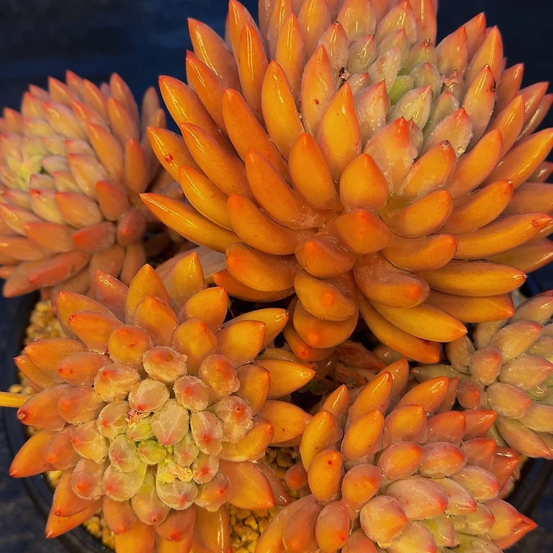 他哈怕他啦爸爸太BS补爸爸