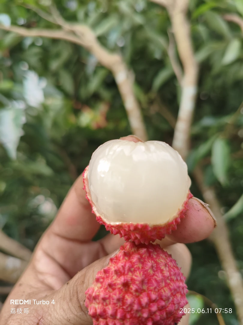 高州桂味荔枝，现摘现发从枝头到舌尖吃得就是新鲜