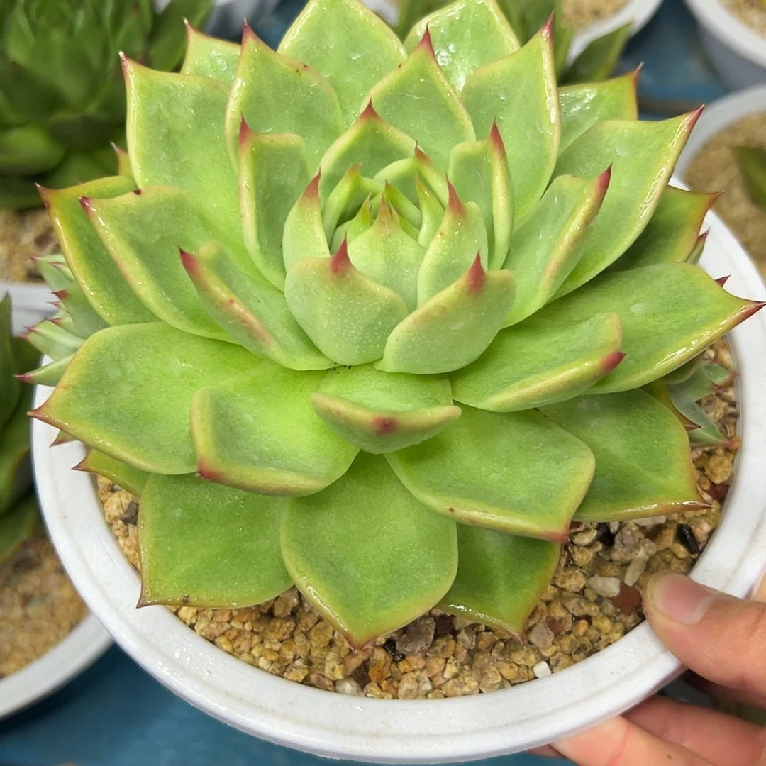 多肉植物一物一拍023