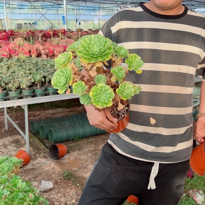 翡翠琉璃160多肉法师