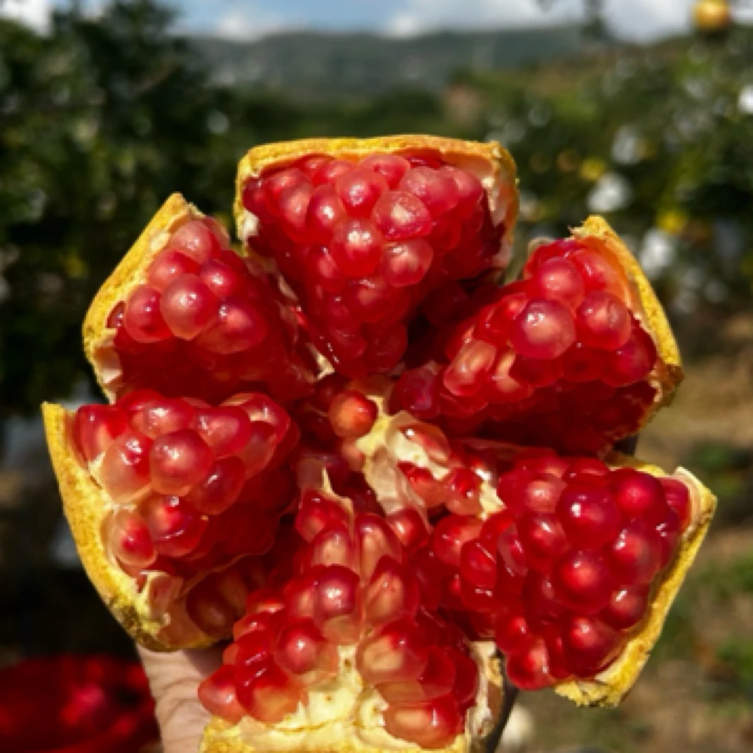 【助农专属】四川会理软籽石榴新鲜当季水果现摘红心甜石榴