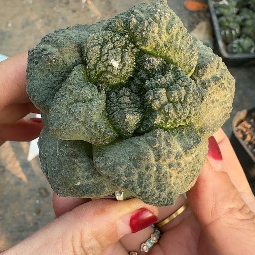 全部花朵大尤无毛哥斯拉210