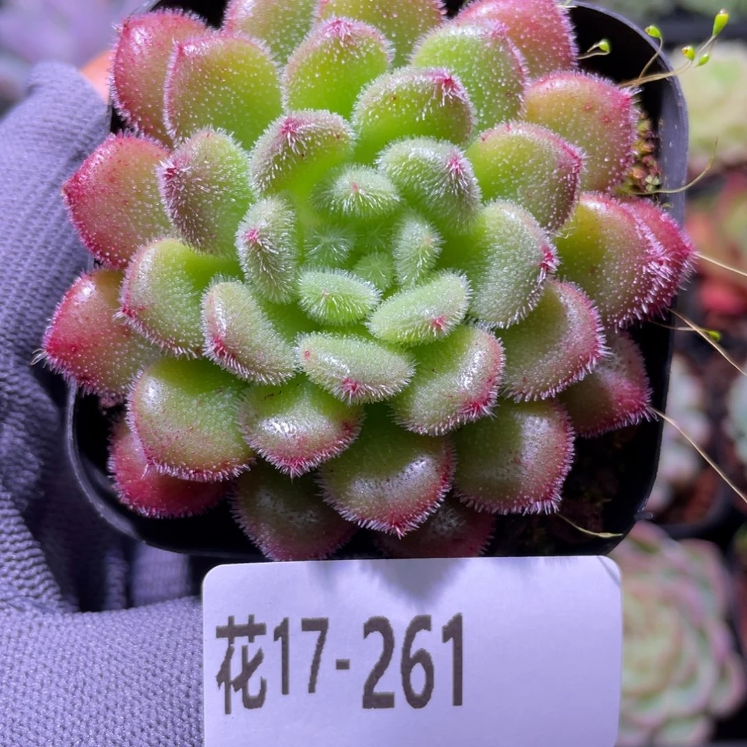 花利美17-261红毛丹