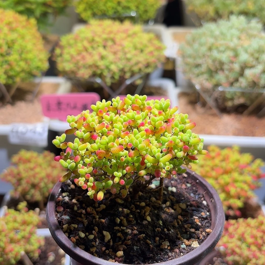 枝干番杏密橘糖球H643