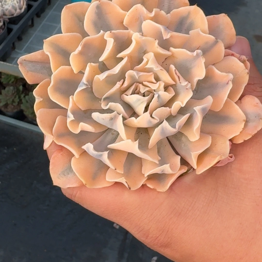 从前慢花园多肉编号0101-利比利亚锦