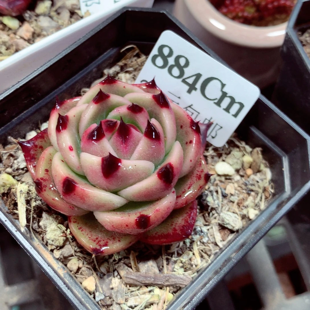 5厘米盆精控多肉884