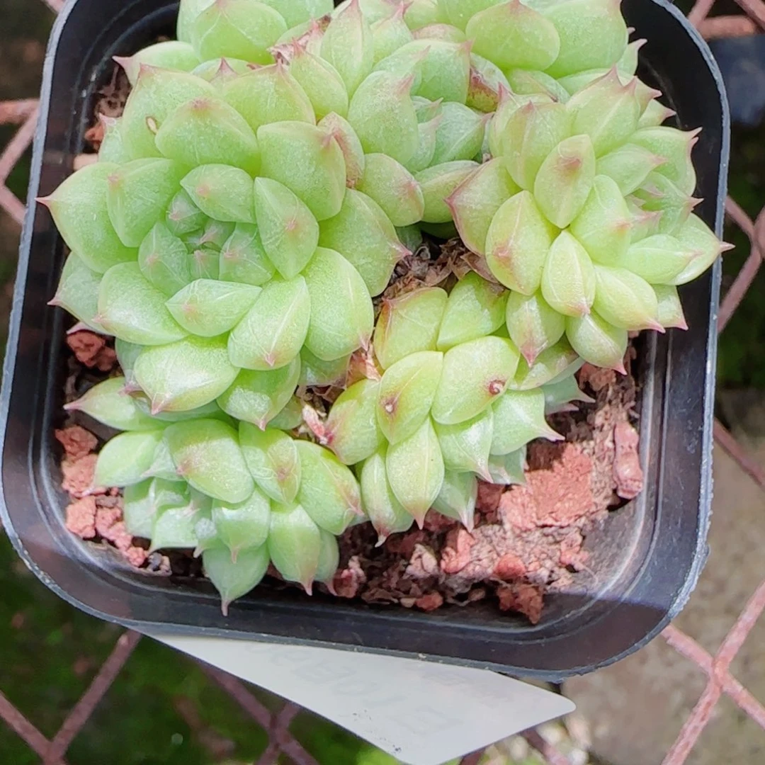 名*花语逸镜0601-83散