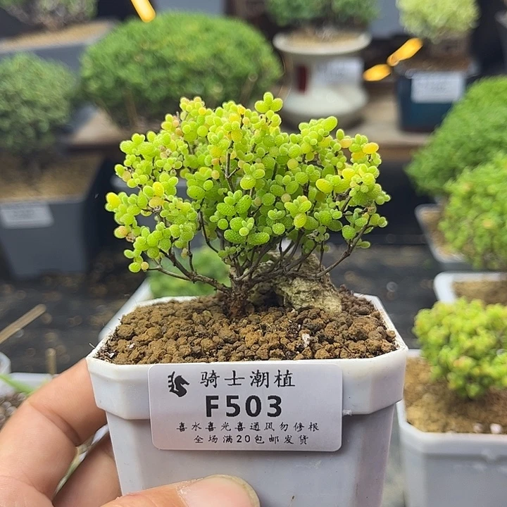 503精控蜜橘糖球枝干