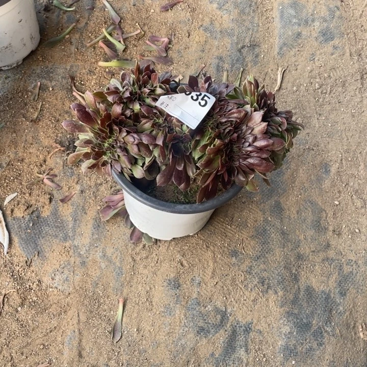 多肉柠檬玫瑰缀化535