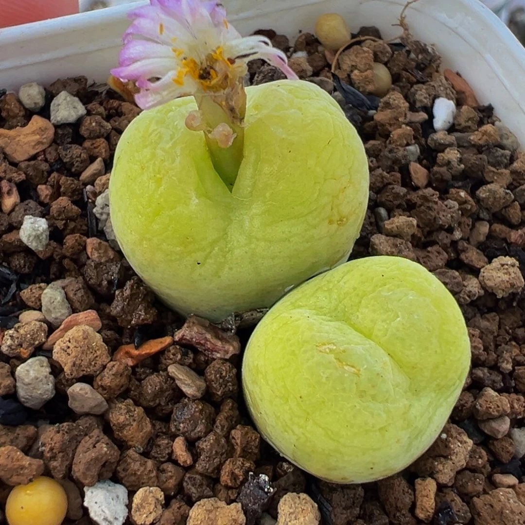 153多肉植物种类多样