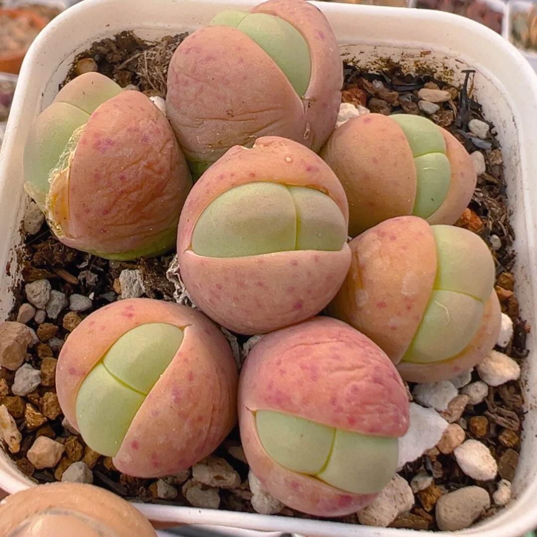 71多肉植物百科知识