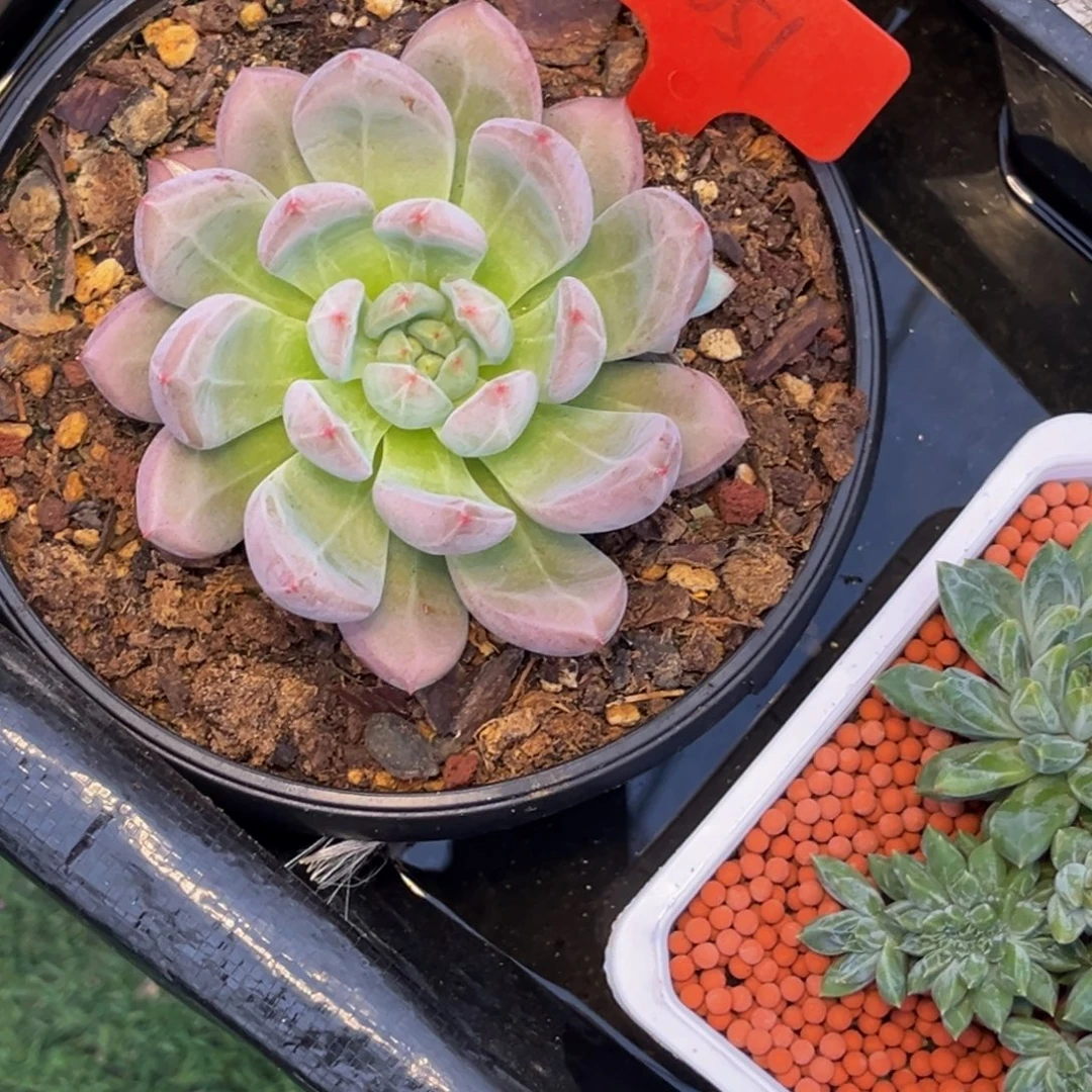 不***岸2651号早上多肉植物群生