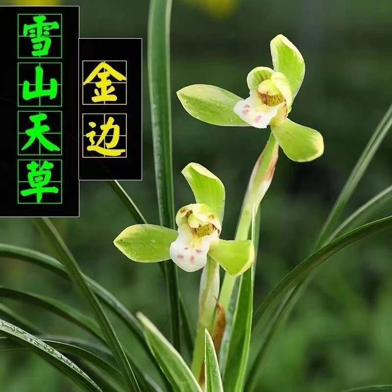 春兰雪山天草四季开花浓香室内盆栽兰草金边细叶好养易成活