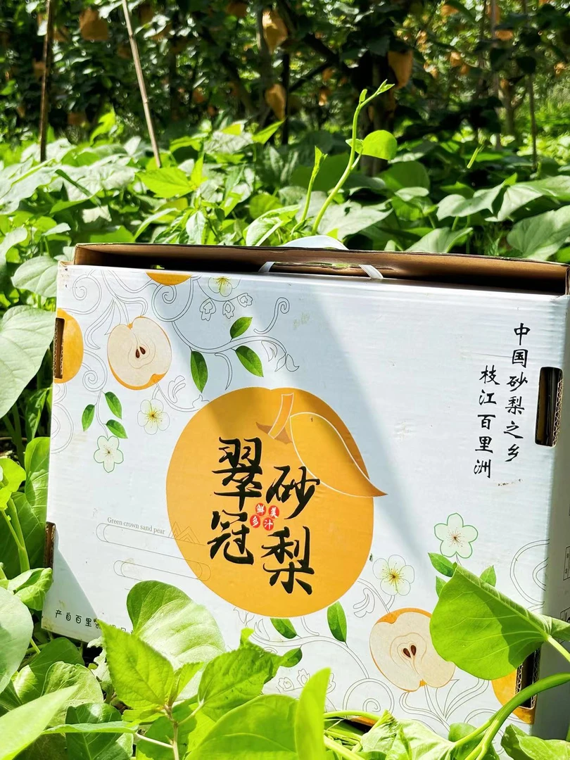 9.5斤精品礼盒百里洲原生态翠冠梨汁多清甜脆嫩无渣皮薄肉厚