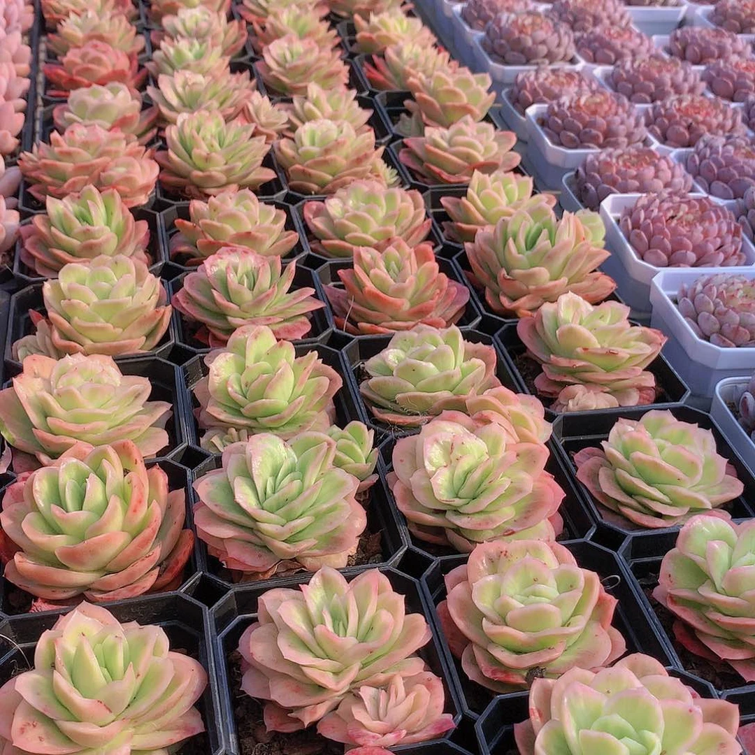 冰玫瑰锦2345677889900