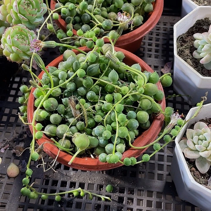 佛珠3.8带盆土发货