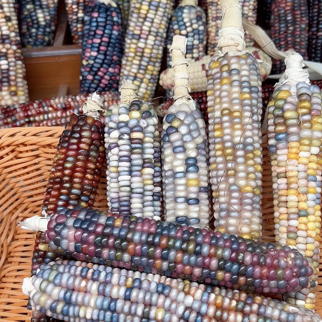 喜*文玩玉米毛料精品