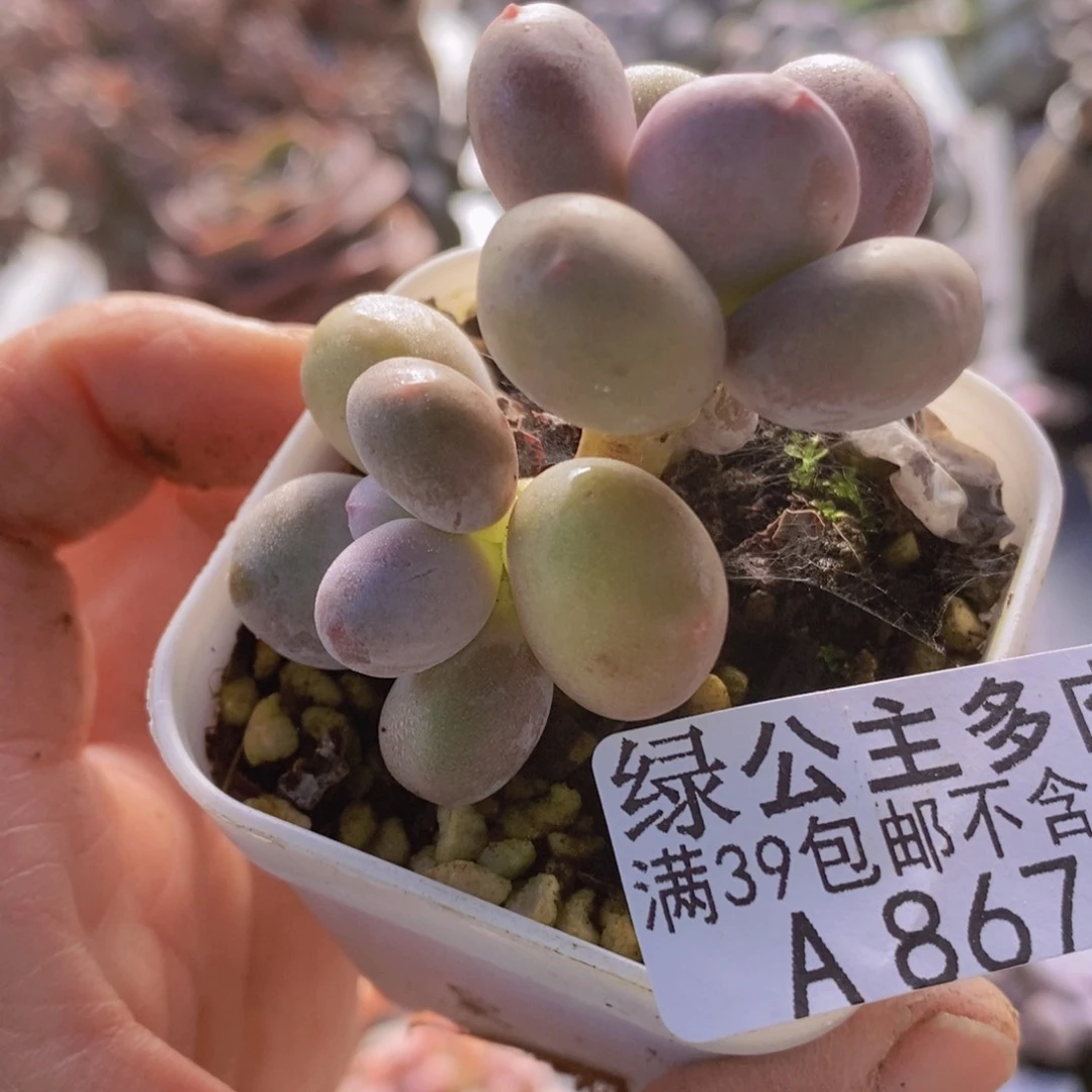 糖豆奶5cm867多肉植物