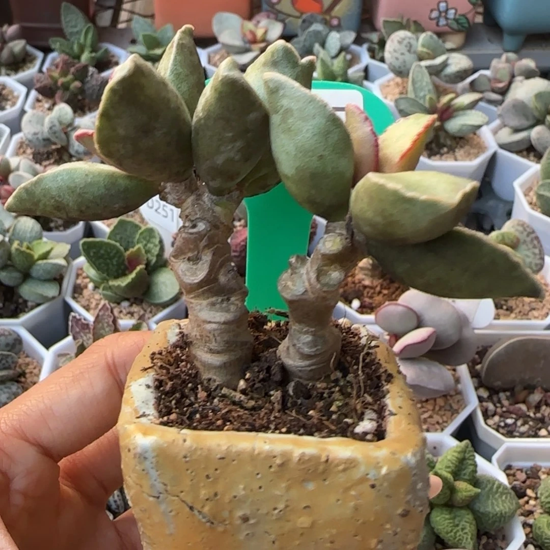 E***O芒果蛋。       607。