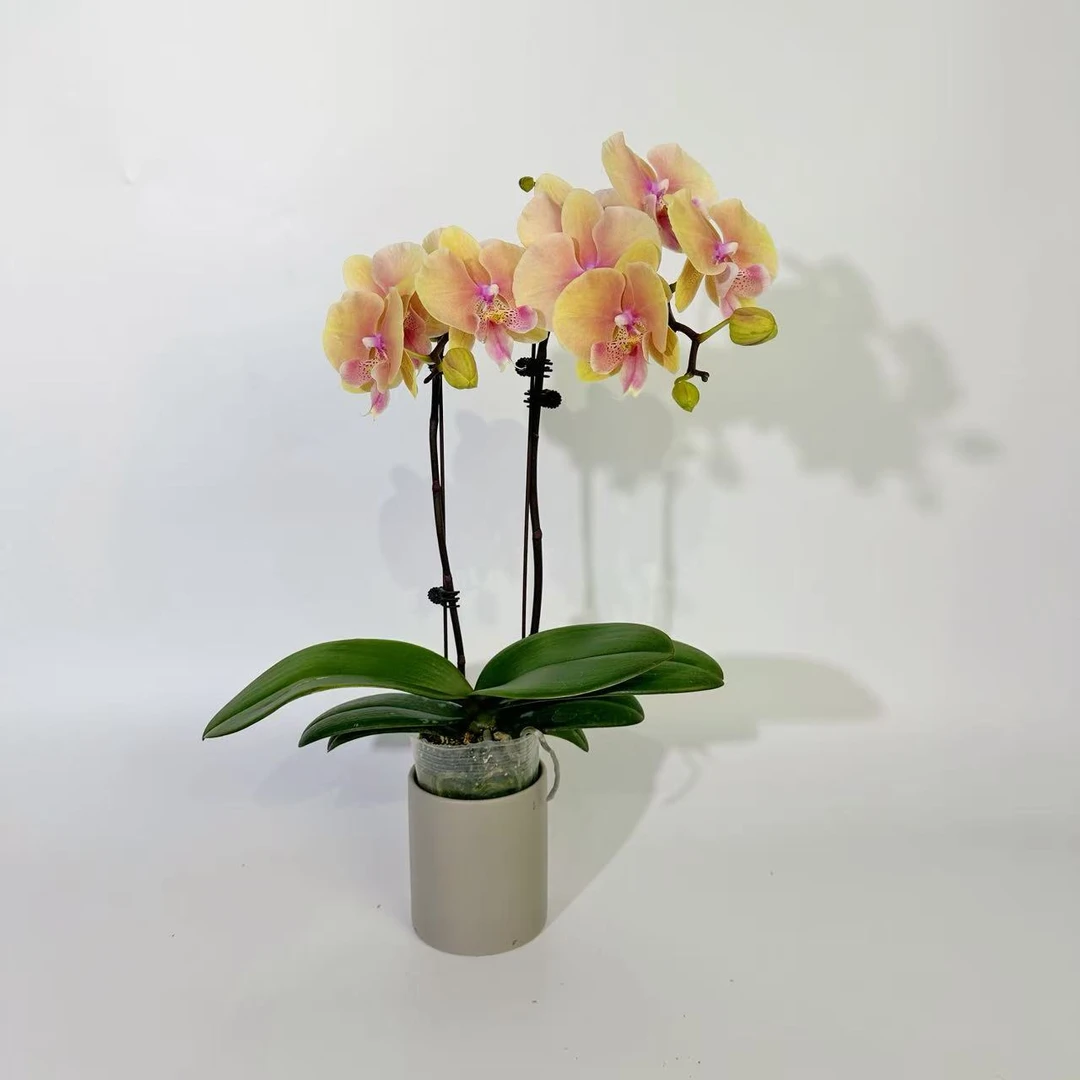 广汇专属【蜜桃508】蝴蝶兰花卉绿植年宵花乔迁送礼佳品