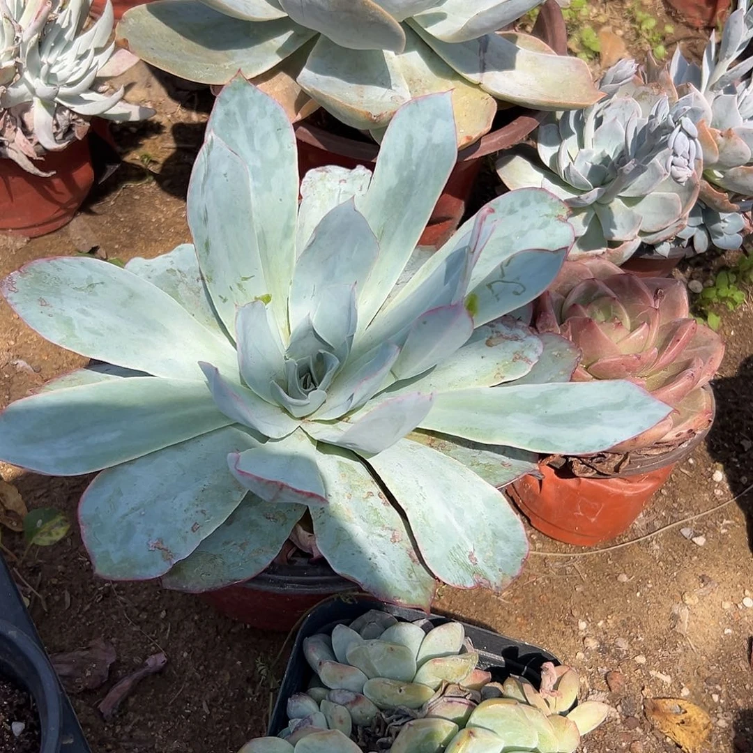 多肉植物蓝光单头