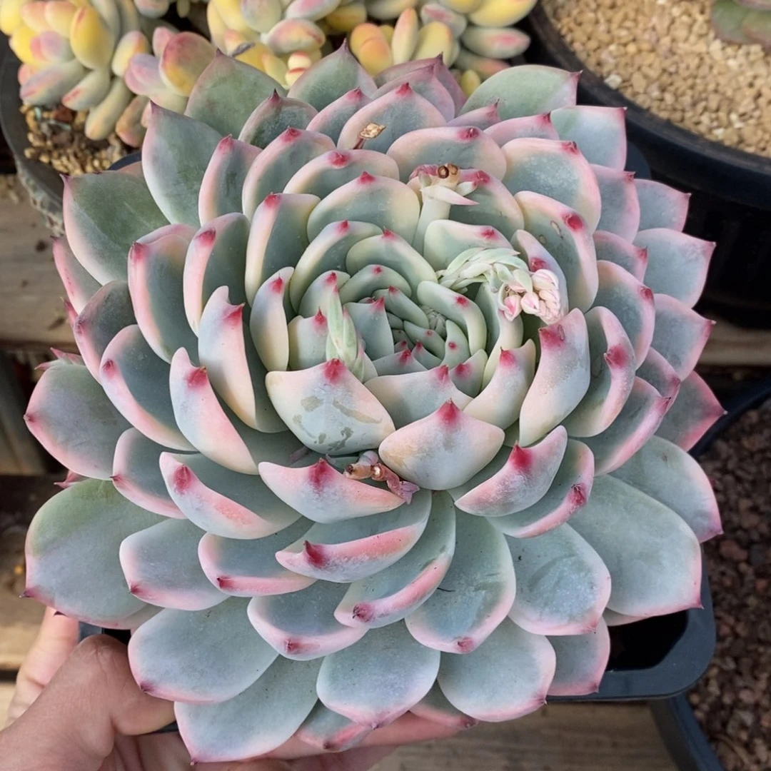 吉娃娃锦多肉植物