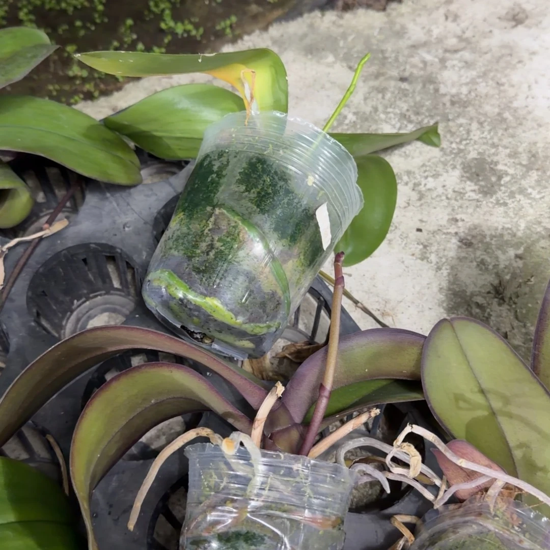 闹***组无花朵破叶金树一代