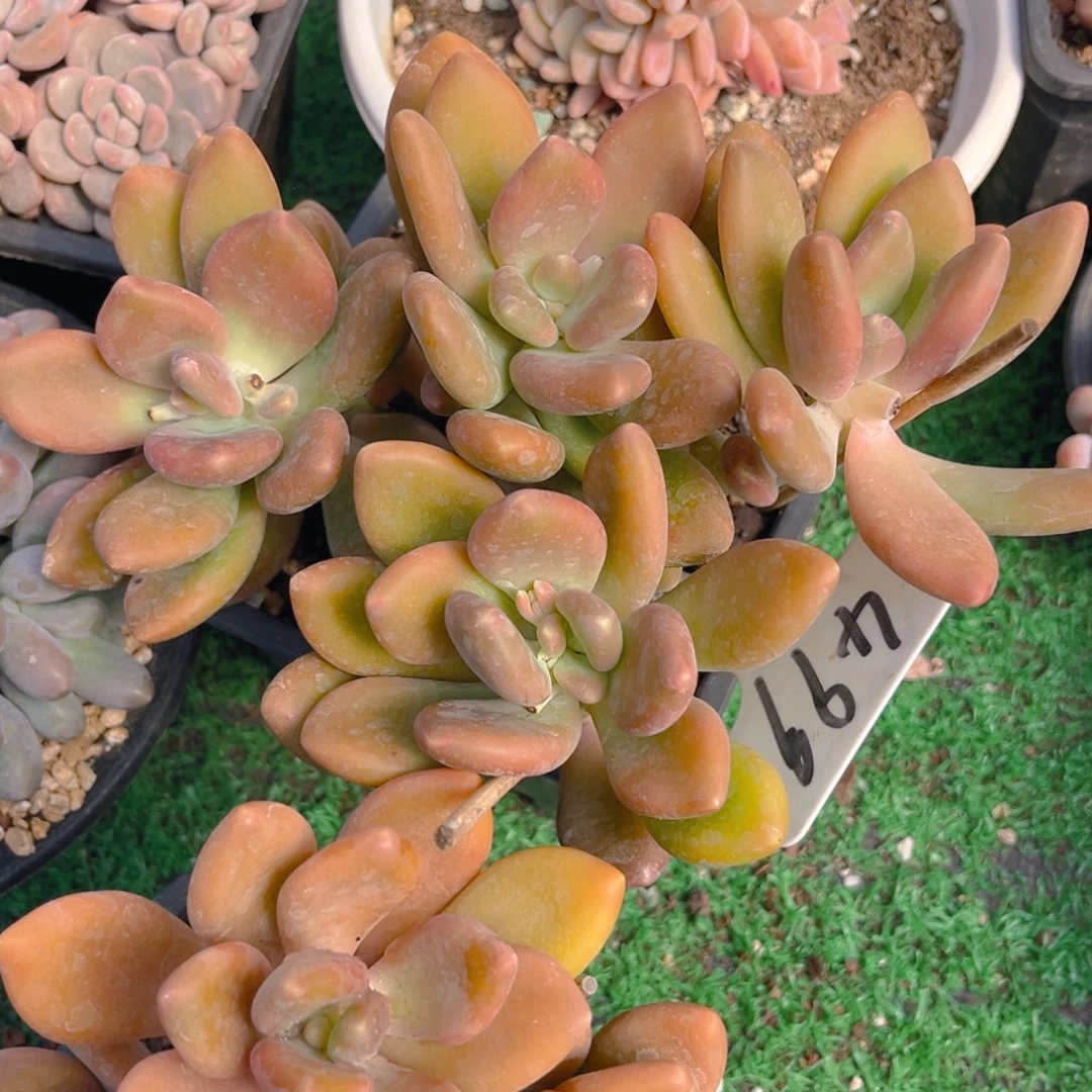 凝*499fhhhhjjjhghhh