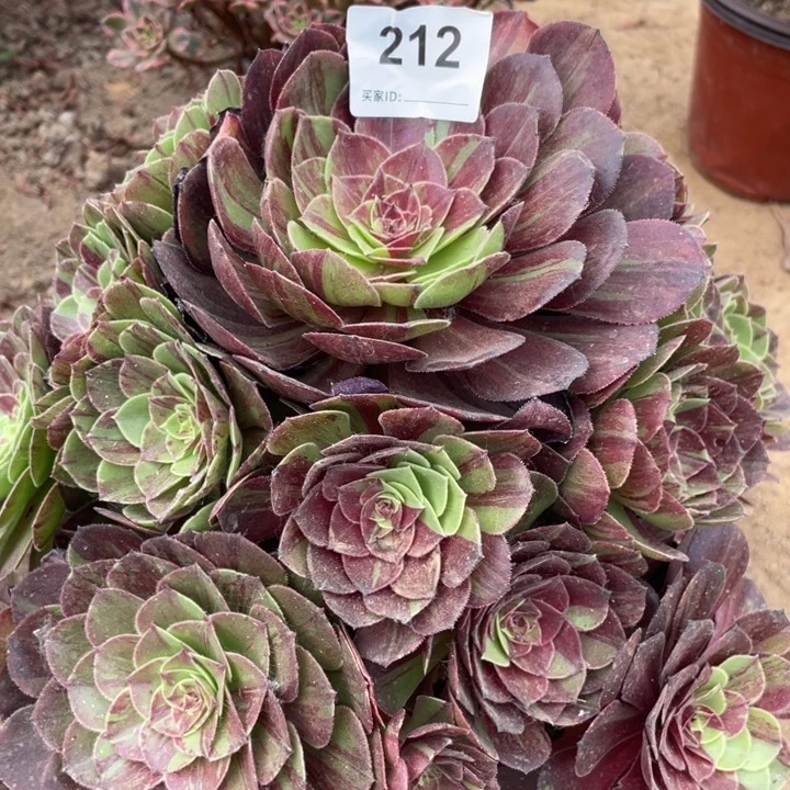 212多肉植物花月夜