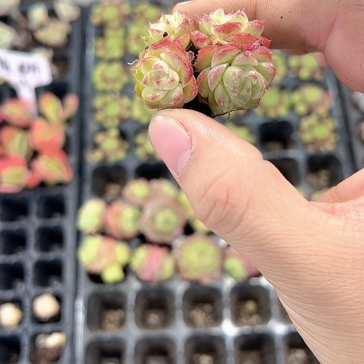 小号玫瑰仙子 满10颗包邮
