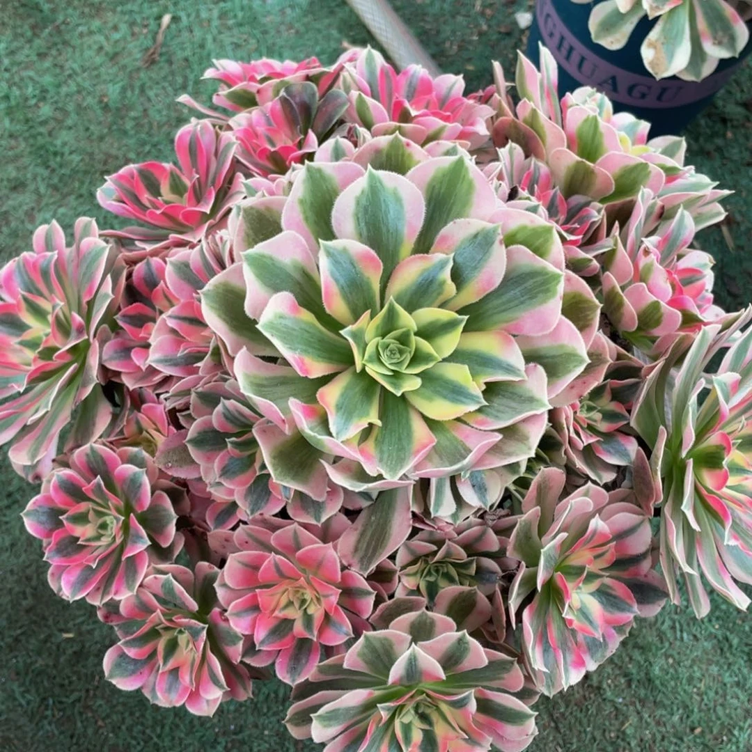 674粉女巫精品法师老桩