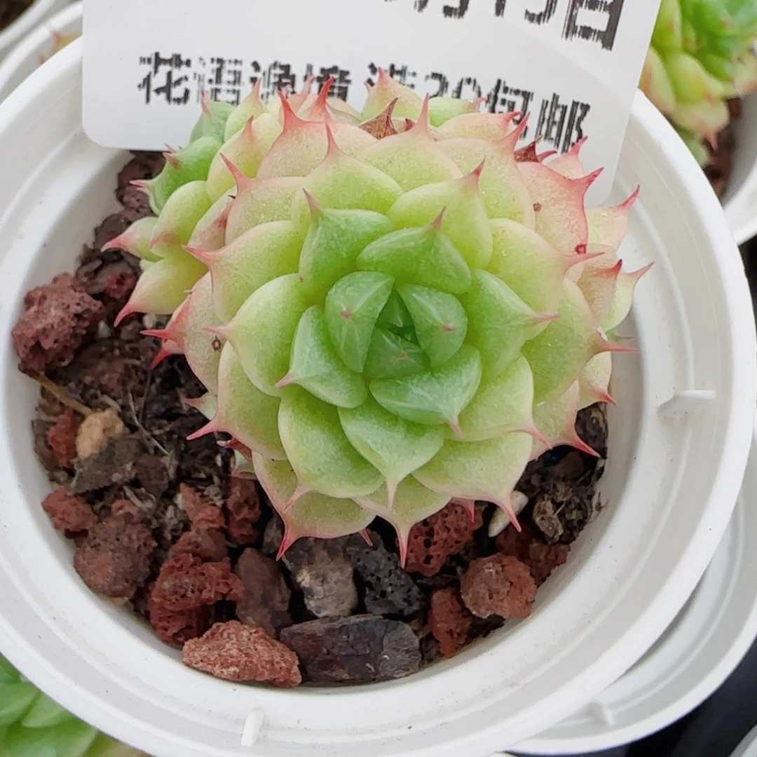 田***田花语逸镜0615-71散