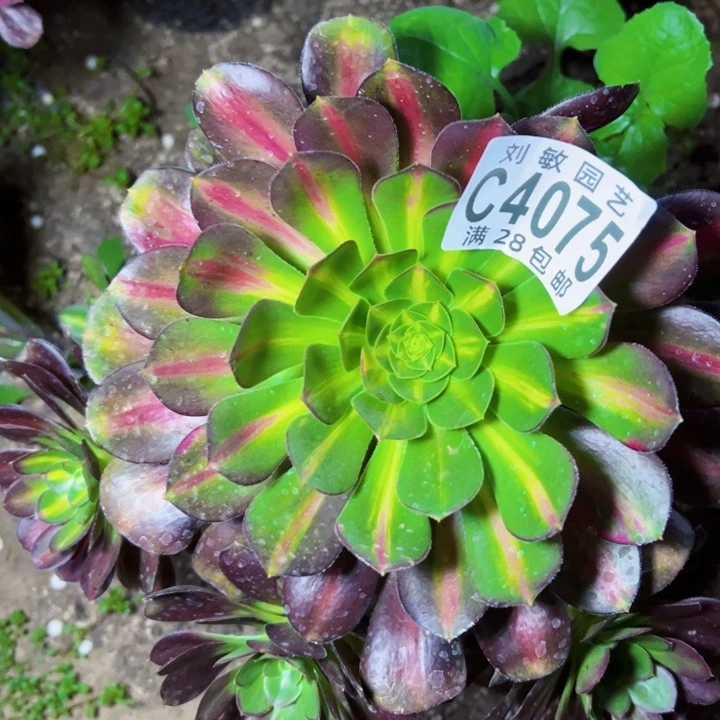 4075多肉植物法师爱马仕中斑