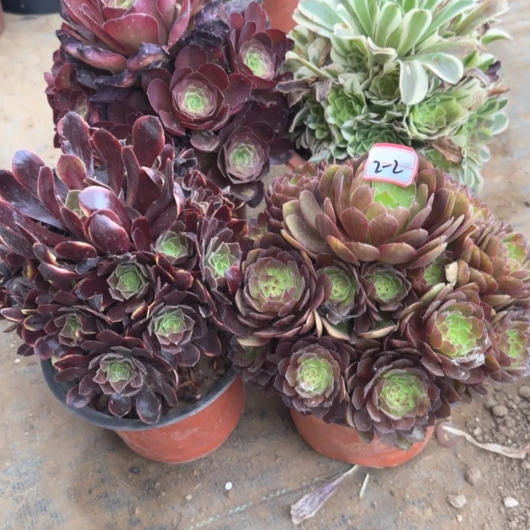 2-2多肉福利无售后多肉