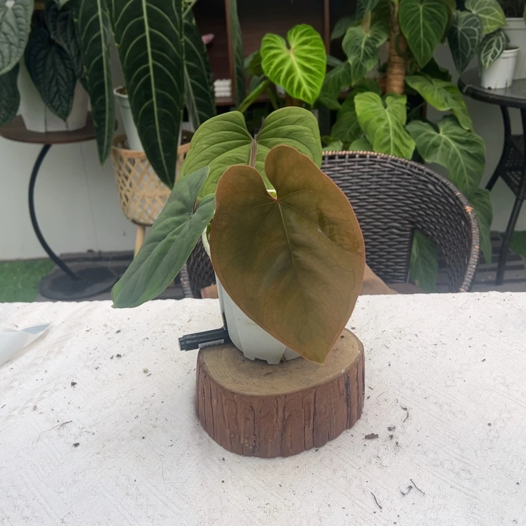 完全开放东部戴斯