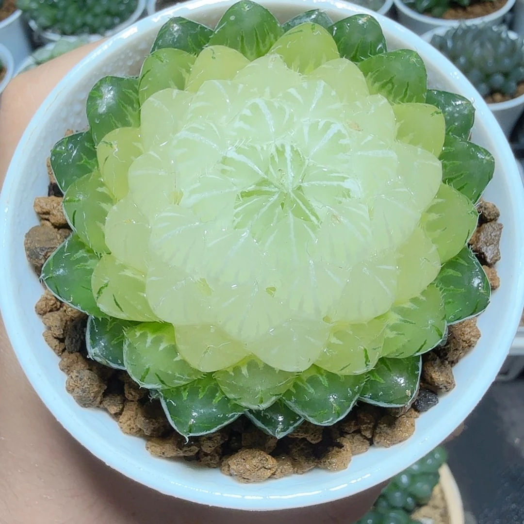 水晶宝莲灯原盆原图