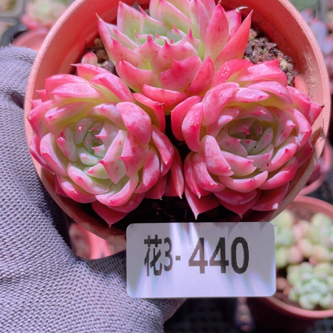 花利美 3-440孤星群